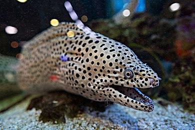 《街头霸王6》JP角色指南 6月2日正式发售